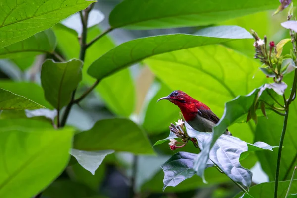 Belas Aves Nas Florestas Tropicais Tailândia — Fotografia de Stock