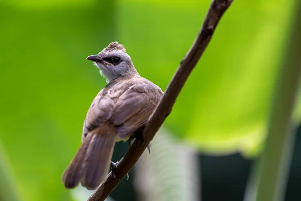 Beautiful birds in the tropical forests of Thailand.