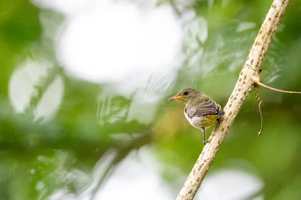 Красивые Птицы Тропических Лесах Таиланда — стоковое фото