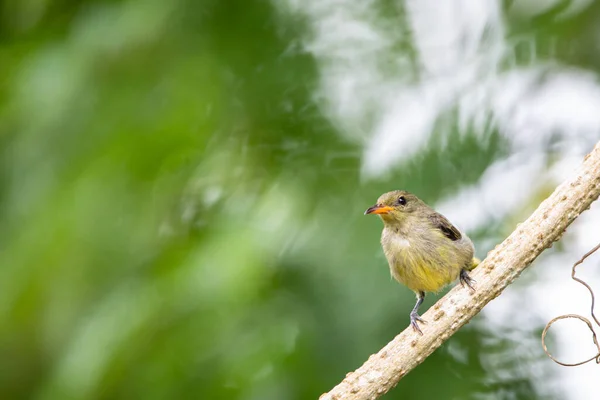 Beautiful birds in the tropical forests of Thailand.