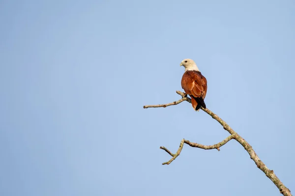 Schöne Vögel Den Tropischen Wäldern Thailands — Stockfoto