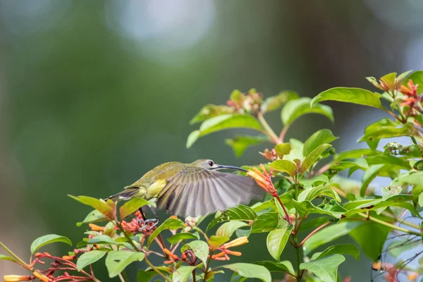 Beaux Oiseaux Dans Les Forêts Tropicales Thaïlande — Photo