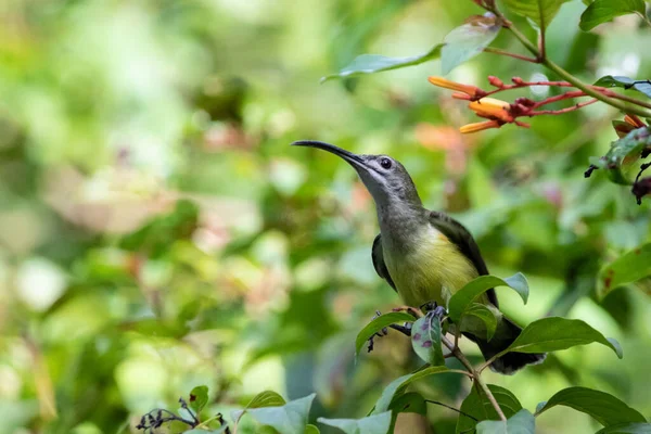 Hermosas Aves Los Bosques Tropicales Tailandia — Foto de Stock