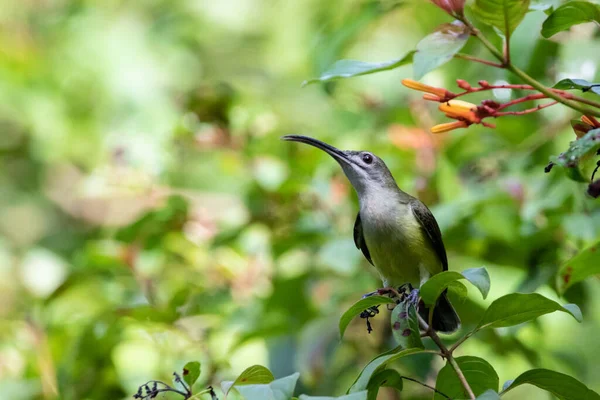 Beautiful birds in the tropical forests of Thailand.