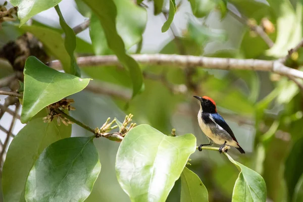 Belas Aves Nas Florestas Tropicais Tailândia — Fotografia de Stock