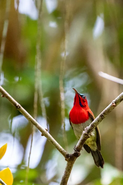 Beautiful birds in the tropical forests of Thailand.