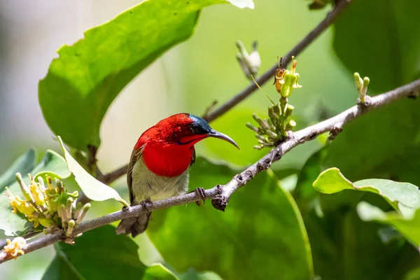 Όμορφα Πουλιά Στα Τροπικά Δάση Της Ταϊλάνδης — Φωτογραφία Αρχείου