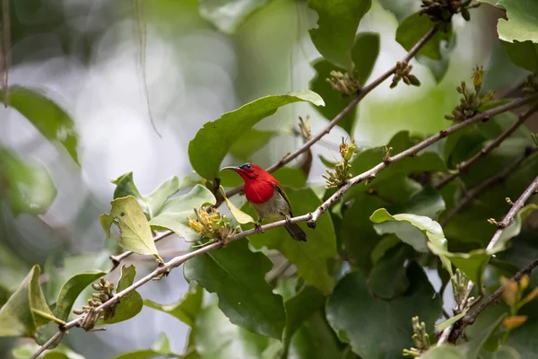 Tayland Tropikal Ormanlarında Güzel Kuşlar — Stok fotoğraf