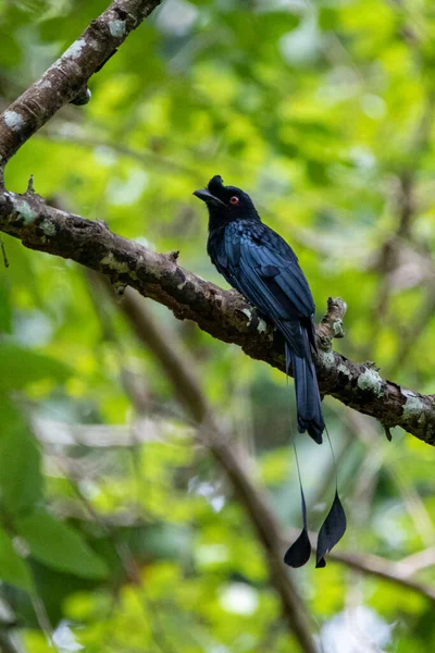 Beautiful birds in the tropical forests of Thailand.