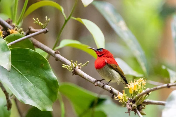 Beautiful birds in the tropical forests of Thailand.