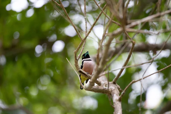 Beautiful birds in the tropical forests of Thailand.