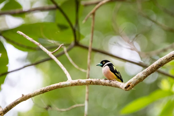 Beautiful birds in the tropical forests of Thailand.