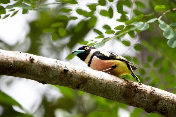 Beautiful birds in the tropical forests of Thailand.