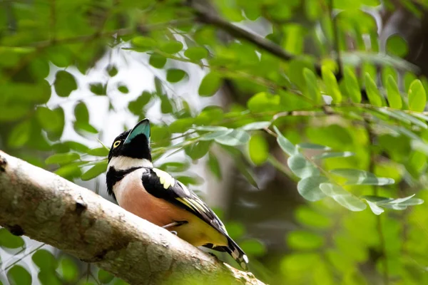 Belas Aves Nas Florestas Tropicais Tailândia — Fotografia de Stock