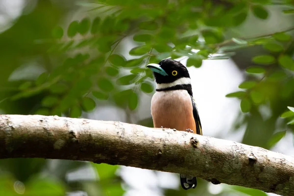 Beautiful birds in the tropical forests of Thailand.