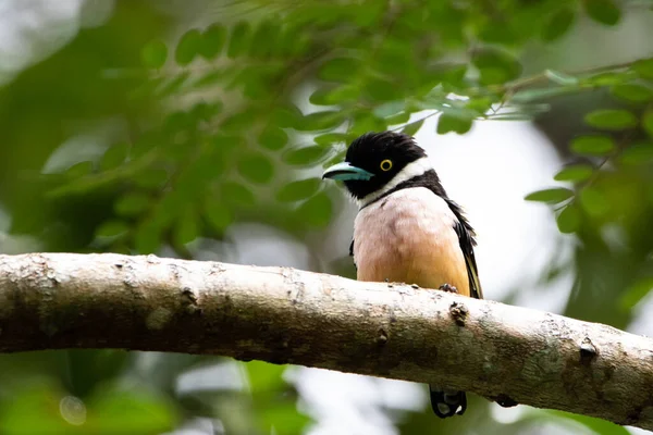 Prachtige Vogels Tropische Bossen Van Thailand — Stockfoto