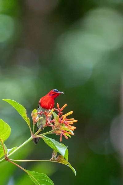 Beaux Oiseaux Dans Les Forêts Tropicales Thaïlande — Photo