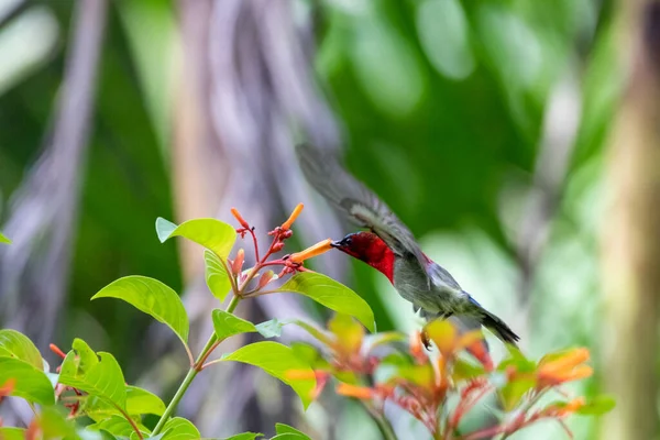 Όμορφα Πουλιά Στα Τροπικά Δάση Της Ταϊλάνδης — Φωτογραφία Αρχείου