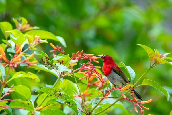 Beautiful birds in the tropical forests of Thailand.