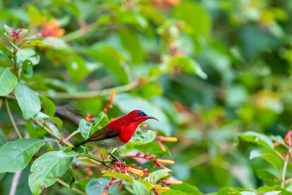 Schöne Vögel Den Tropischen Wäldern Thailands Stockbild