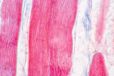 Characteristics of anatomy and Histological sample Striated (Skeletal) muscle of mammal Tissue under the microscope. clipart