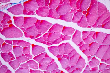 Mikroskop altında memeli dokusunun anatomi ve tarihsel özellikleri çizgili (iskelet) kas yapısı.