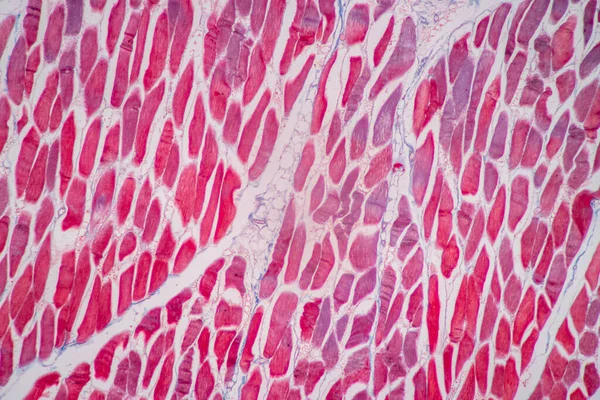 Charakteristika Anatomie Histologického Vzorku Striated Kosterní Sval Savců Tkáň Pod — Stock fotografie