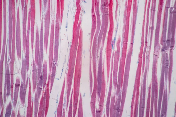 Charakteristika Anatomie Histologického Vzorku Striated Kosterní Sval Savců Tkáň Pod — Stock fotografie