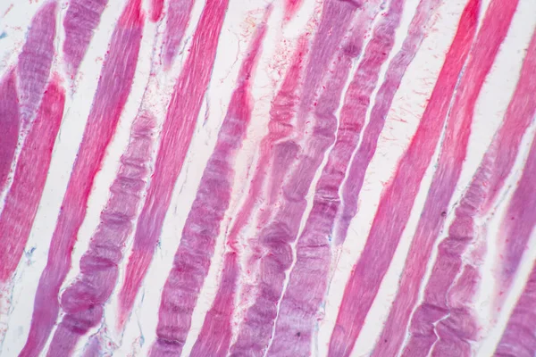 Kenmerken Van Anatomie Histologisch Monster Gestreepte Skelet Spier Van Zoogdieren — Stockfoto