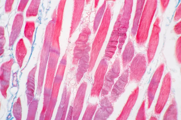 Charakteristika Anatomie Histologického Vzorku Striated Kosterní Sval Savců Tkáň Pod — Stock fotografie