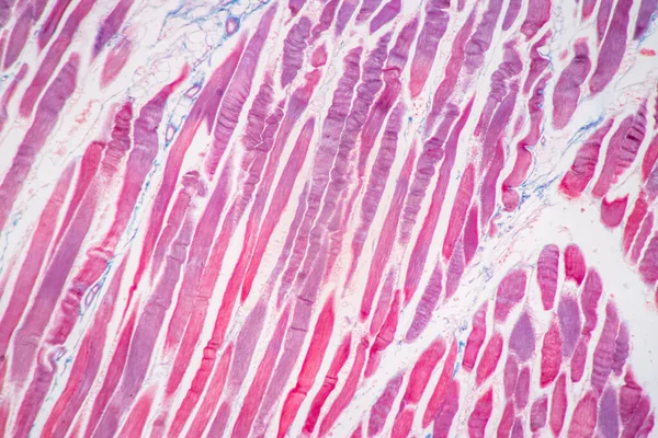 Charakteristika Anatomie Histologického Vzorku Striated Kosterní Sval Savců Tkáň Pod — Stock fotografie