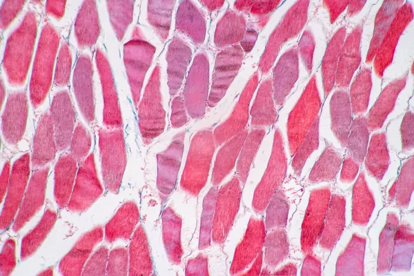 Charakteristika Anatomie Histologického Vzorku Striated Kosterní Sval Savců Tkáň Pod — Stock fotografie