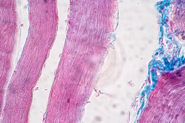 현미경을 포유류의 포유류의 역사적 샘플의 특징들 Skeletal — 스톡 사진