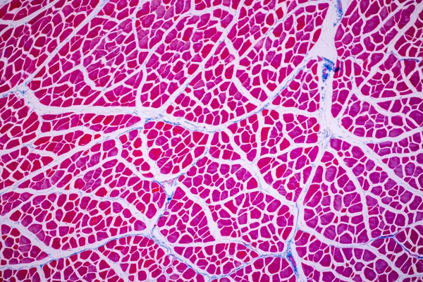 Charakteristika Anatomie Histologického Vzorku Striated Kosterní Sval Savců Tkáň Pod — Stock fotografie