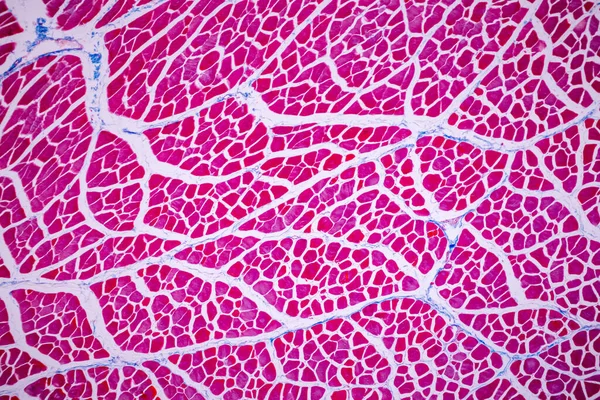 Характеристики Анатомии Гистологического Образца Полосатая Скелетная Мышца Тканей Млекопитающих Микроскопом — стоковое фото