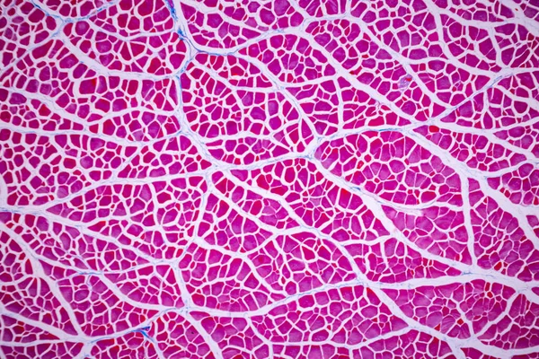 Charakteristika Anatomie Histologického Vzorku Striated Kosterní Sval Savců Tkáň Pod — Stock fotografie