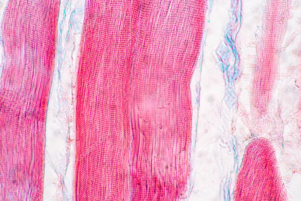 Characteristics of anatomy and Histological sample Striated (Skeletal) muscle of mammal Tissue under the microscope.