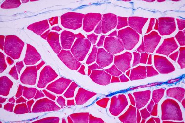 Mikroskop altında memeli dokusunun anatomi ve tarihsel özellikleri çizgili (iskelet) kas yapısı.