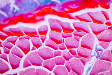 Mikroskop altında memeli dokusunun anatomi ve tarihsel özellikleri çizgili (iskelet) kas yapısı.