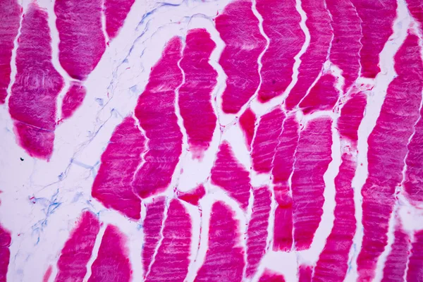 Charakteristika Anatomie Histologického Vzorku Striated Kosterní Sval Savců Tkáň Pod — Stock fotografie