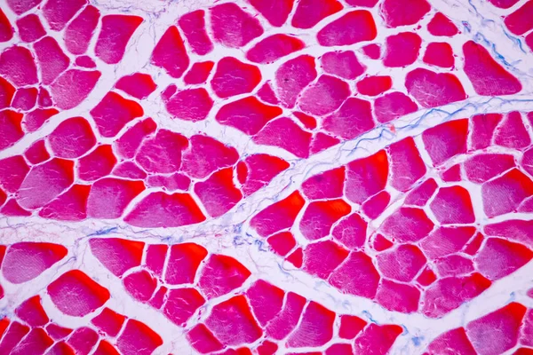 显微镜下哺乳动物组织解剖和组织学标本条带 骨骼肌 的特征 — 图库照片