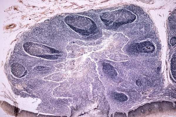 Características Anatomia Amostra Histológica Músculo Estriado Esquelético Tecido Mamífero Microscópio — Fotografia de Stock
