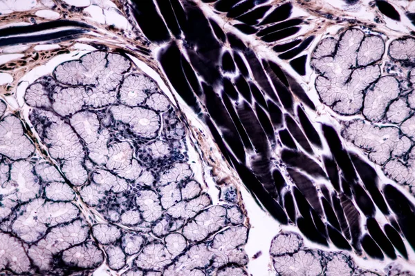 显微镜下哺乳动物组织解剖和组织学标本条带 骨骼肌 的特征 — 图库照片