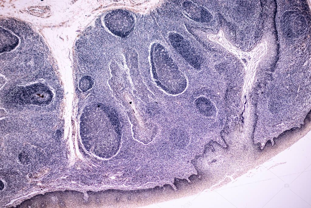 Characteristics of anatomy and Histological sample Striated (Skeletal) muscle of mammal Tissue under the microscope.