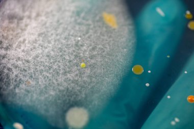 Özellikler ve Farklı şekilli Bakteri ve Küf Kolonisi mikrobiyoloji laboratuarındaki eğitim için toprak örneklerinden tarım plakalarında büyüyor..