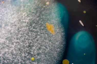 Özellikler ve Farklı şekilli Bakteri ve Küf Kolonisi mikrobiyoloji laboratuarındaki eğitim için toprak örneklerinden tarım plakalarında büyüyor..