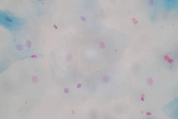 組織学的サンプル顕微鏡下の扁平上皮細胞 — ストック写真