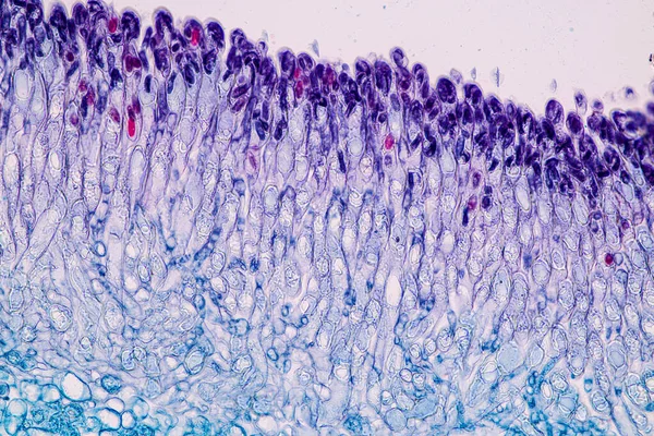 を持つ宿主細胞は 教育用顕微鏡下の木材の中にあります — ストック写真