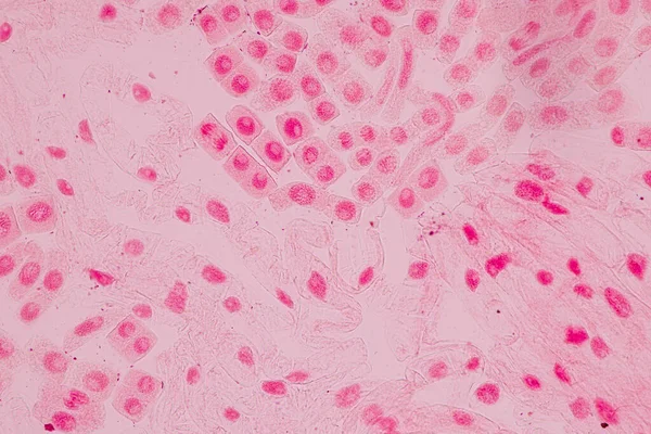 Mitosis Cell Root Tip Onion Microscope — 图库照片