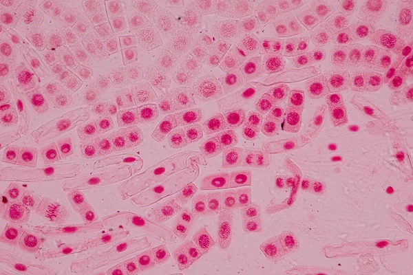 Mitosis Cell Root Tip Onion Microscope — 图库照片